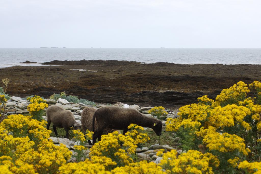Sur l’île de Quéménès Sur l’île de Quéménès