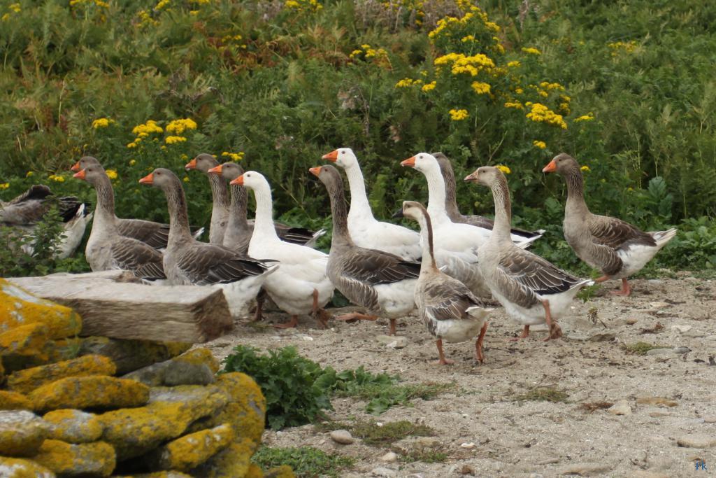 Sur l’île de Quéménès Sur l’île de Quéménès